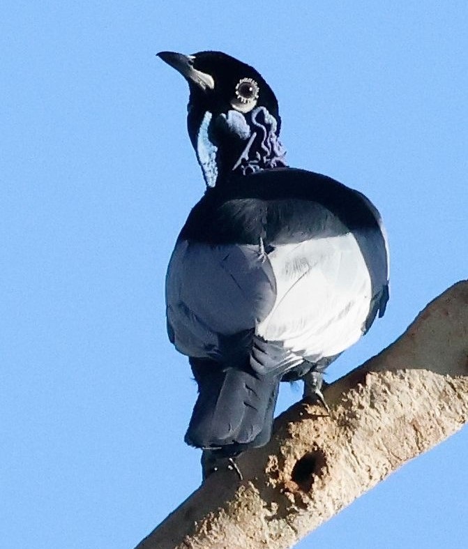 Bare-throated Fruitcrow. Photo © Gina Nichol