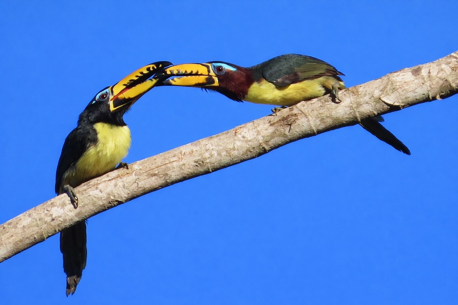 Lettered Aracaris. Photo © Gina Nichol