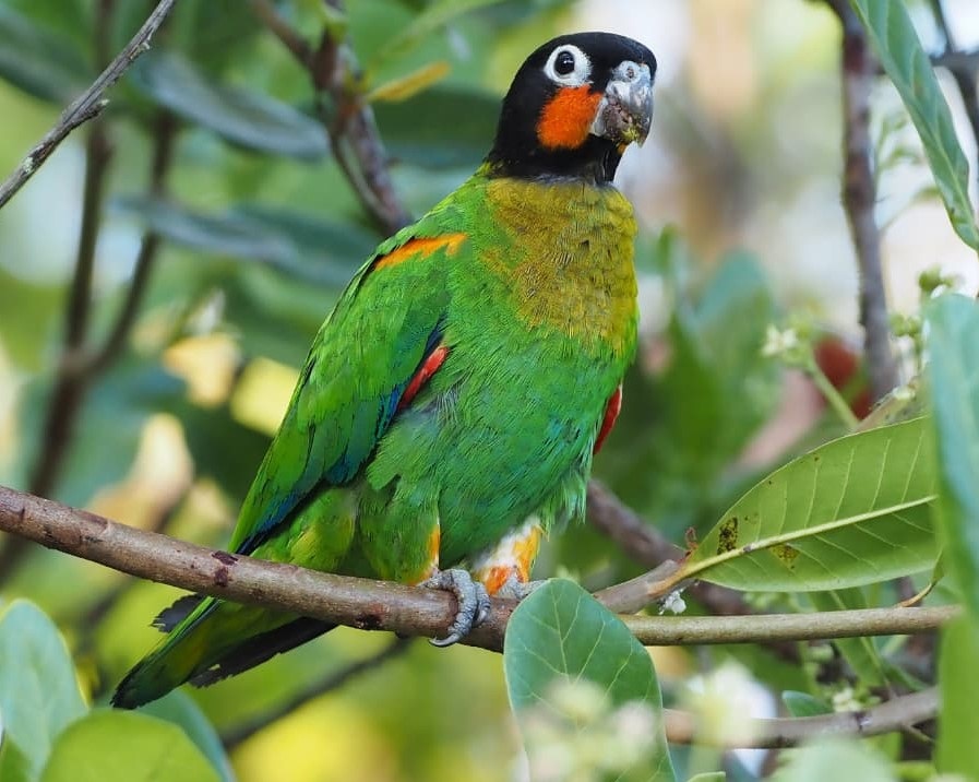 Orange-cheeked Parrot (Jardim). Photo © Eduardo Patrial.