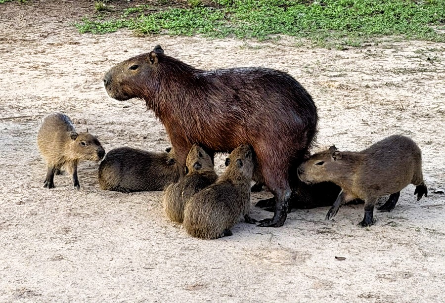 Capybara (female and pups). Photo © Gina Nichol