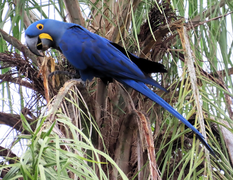 Hyacinth Macaw. Photo © Gina Nichol
