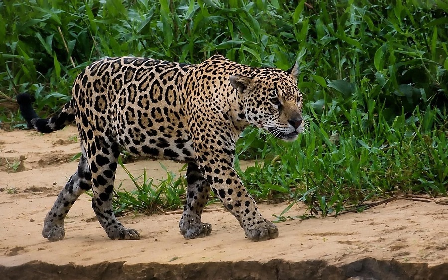 Jaguar walking the beach along the river edge. Photo © Gina Nichol