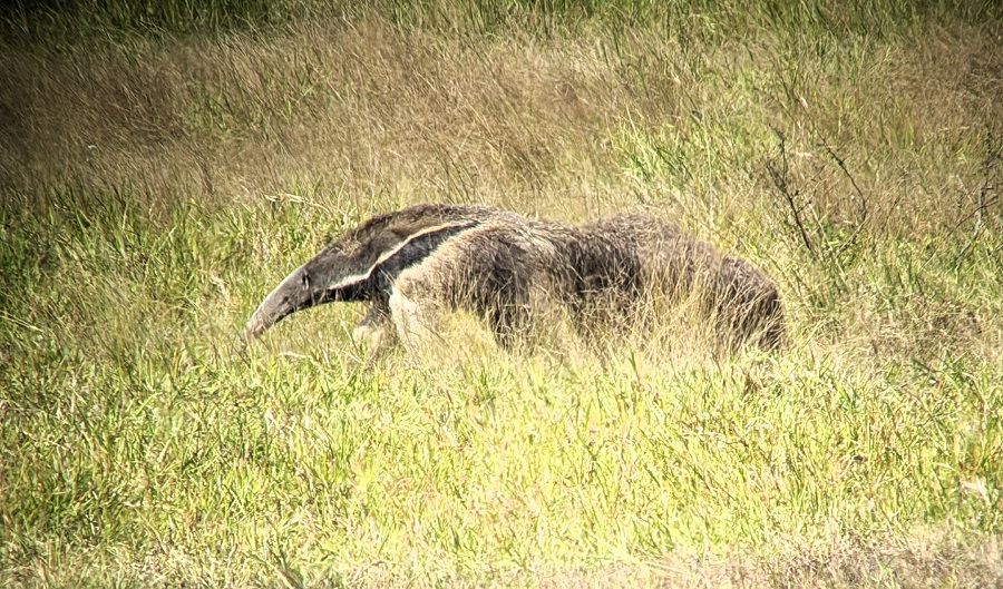 Giant Anteater © Gina Nichol