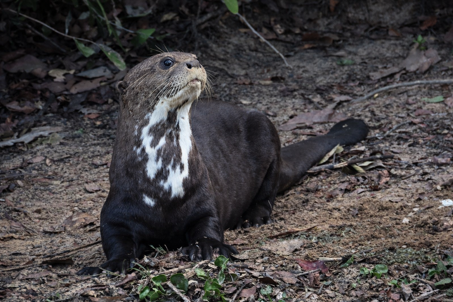 Giant Otter © Gina Nichol