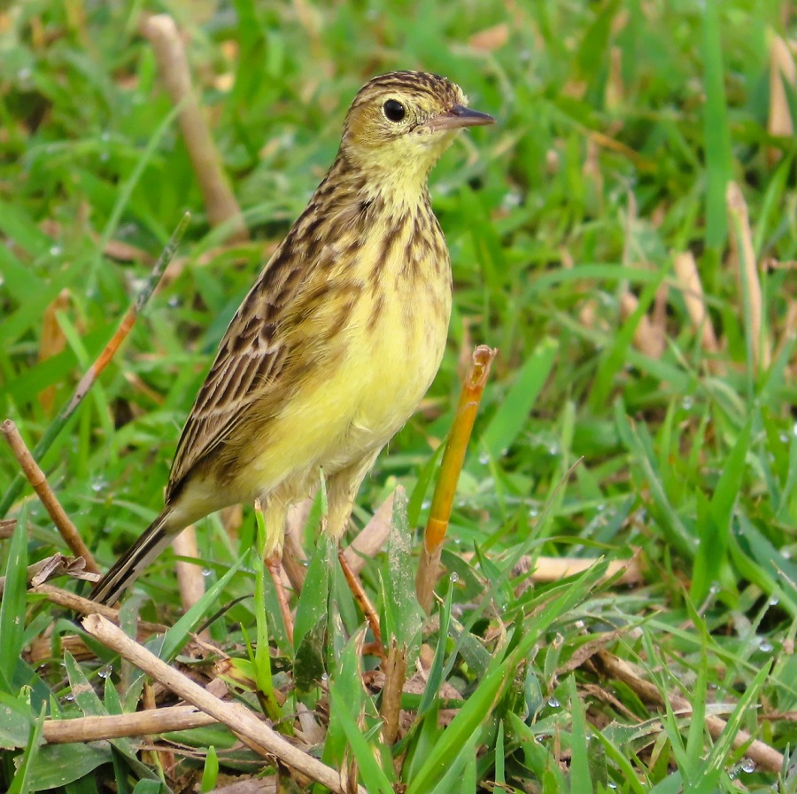 Yellowish Pipit. Photo © Gina Nichol