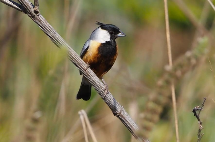 A very confiding Coal-crested Finch. Photo © Eduardo Patrial