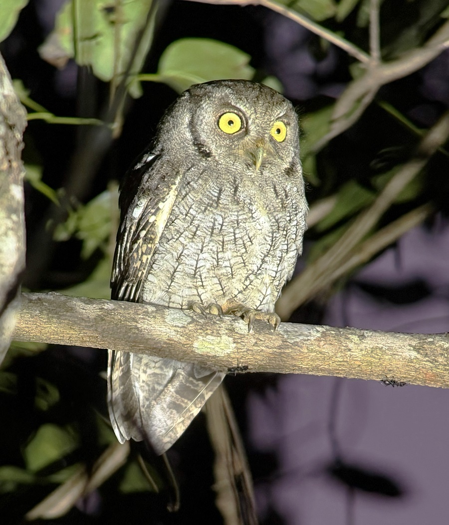 Tropical Screech Owl. Photo © Gina Nichol