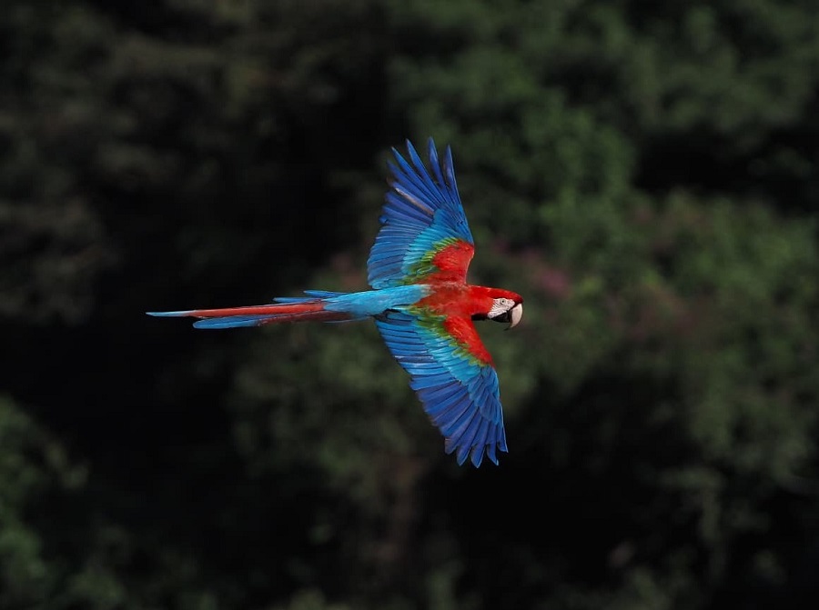 Red-and-green Macaaw. Photo © Eduardo Patrial
