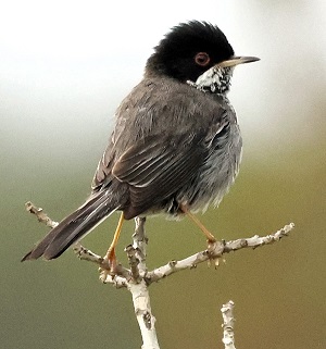 Cyprus Warbler by Steve Bird.