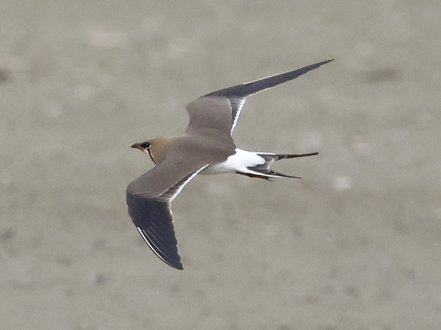 Collared Pratincole. Photo © Steve Bird.