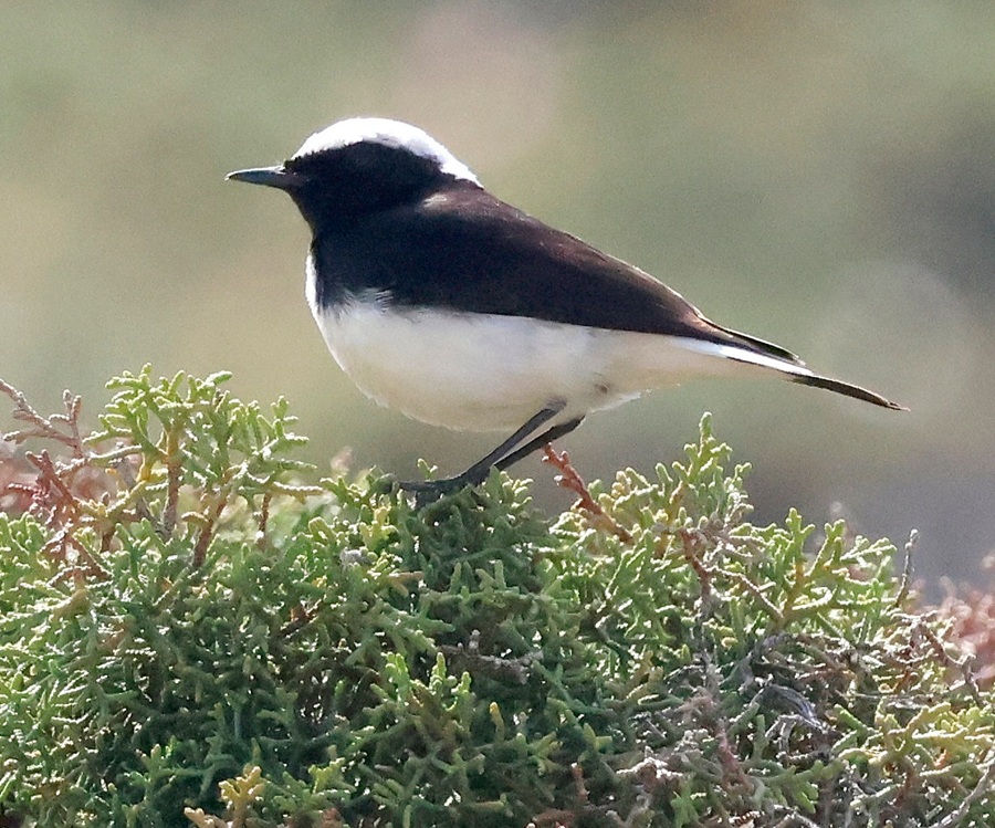 Cyprus Wheatear. Photo © Gina Nichol