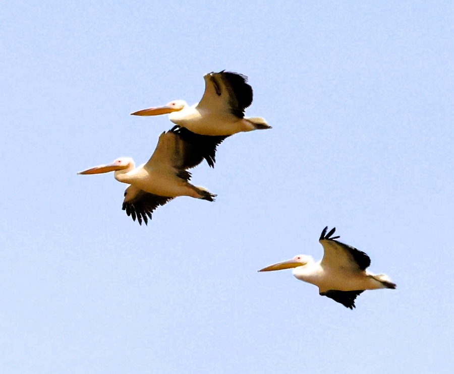 Great White Pelicans at Cape Greco. Photo © Gina Nichol
