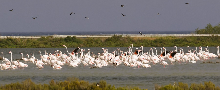 Greater Flamingos and Collared Pratincoles. Photo © Steve Bird