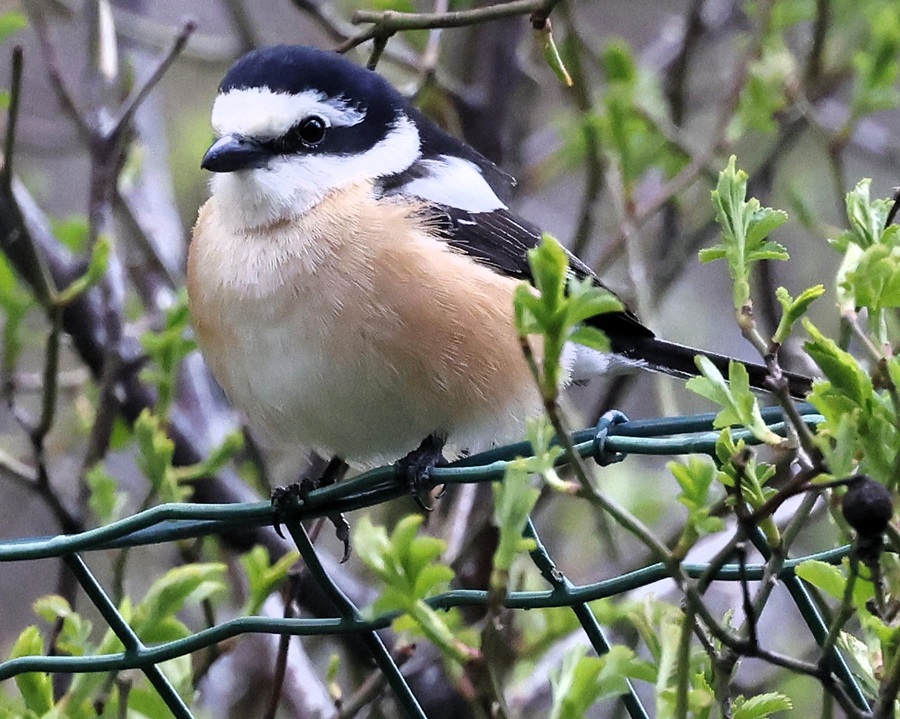 Masked Shrike. Photo © Steve Bird
