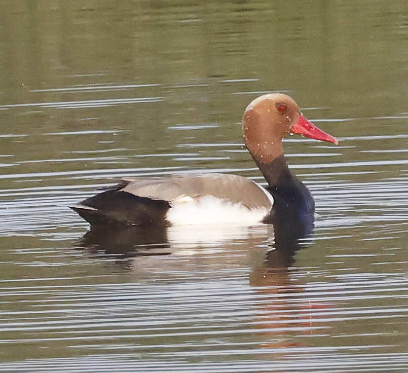 Red-crested Pochard © Gina Nichol