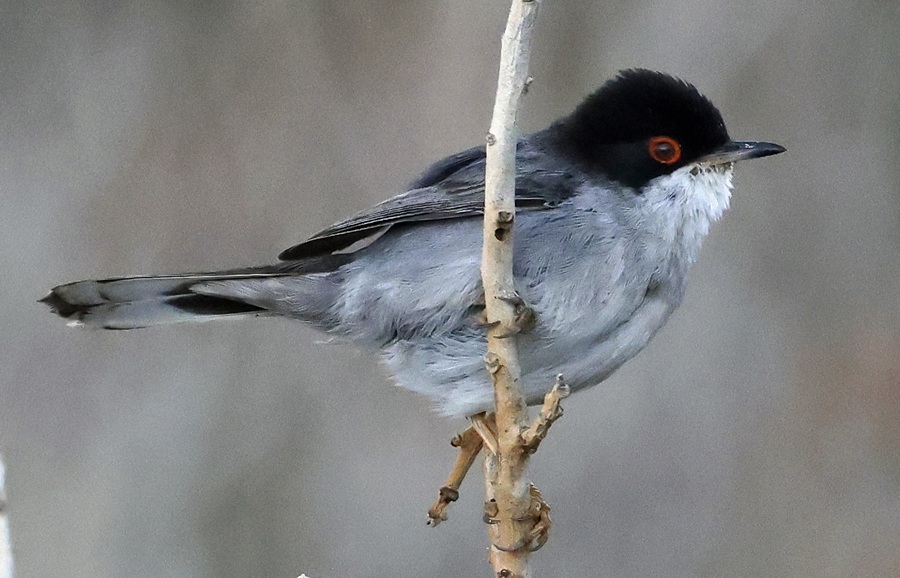 Sardinian Warbler. Photo © Gina Nichol