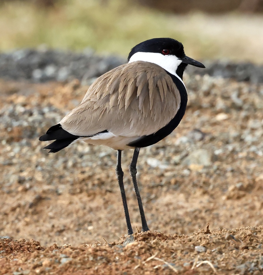 Spur-winged Lapwing © Steve Bird