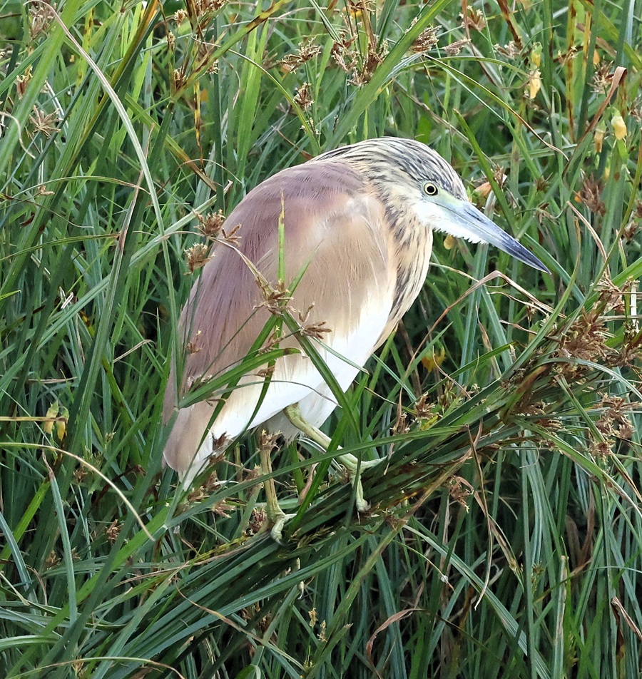Squacco Heron © Gina Nichol