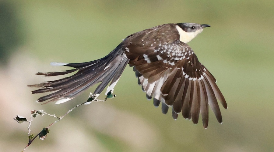 Great Spotted Cuckoo. Photo © Steve Bird