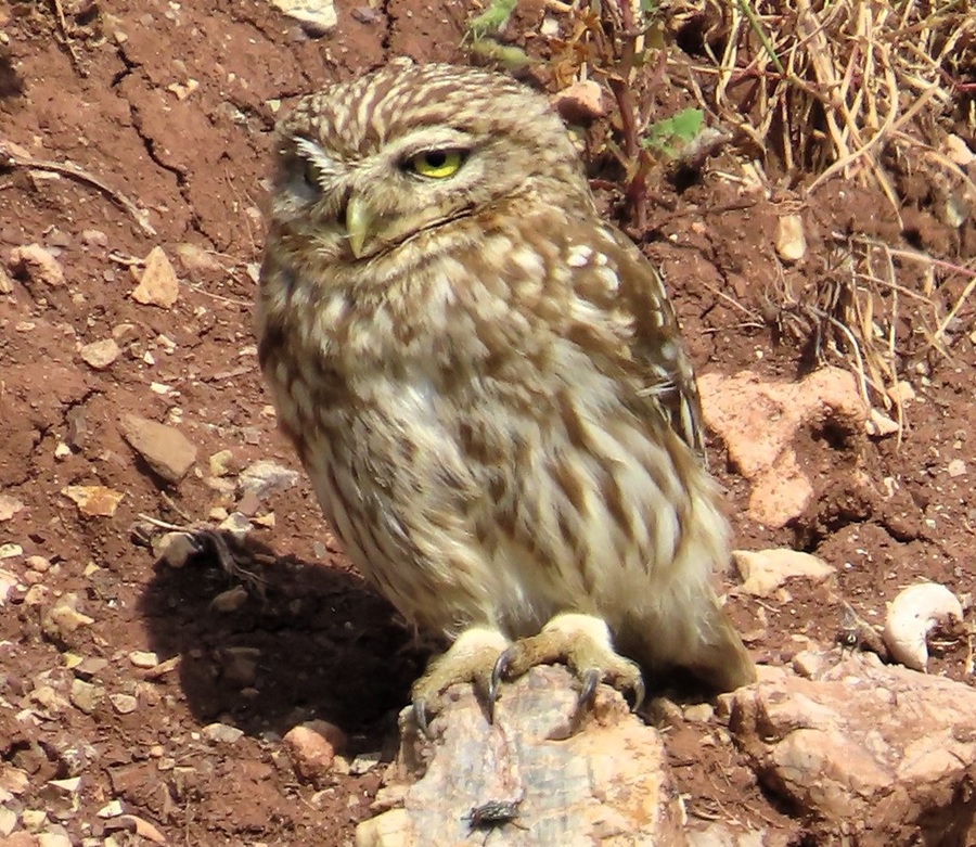Little Owl. Photo © Gina Nichol