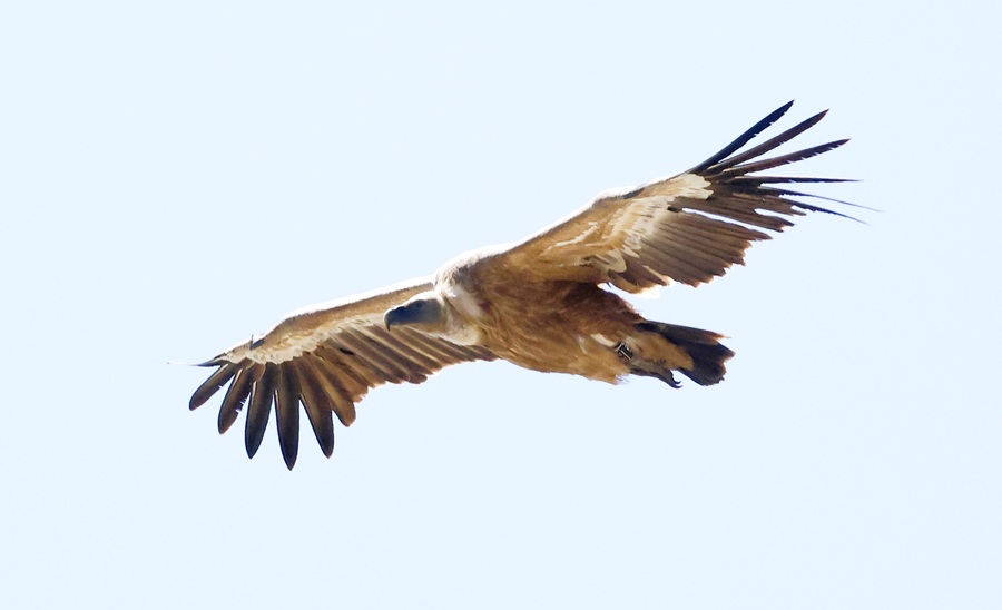 Eurasian Griffon Vulture © Steve Bird