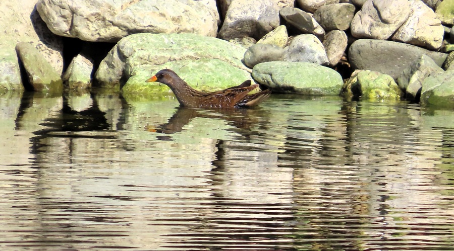 Spotted Crake © Gina Nichol