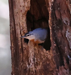 Kruper's Nuthatch by Steve Bird