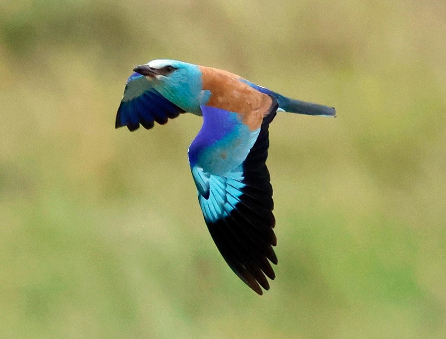 Roller. Photo © Steve Bird
