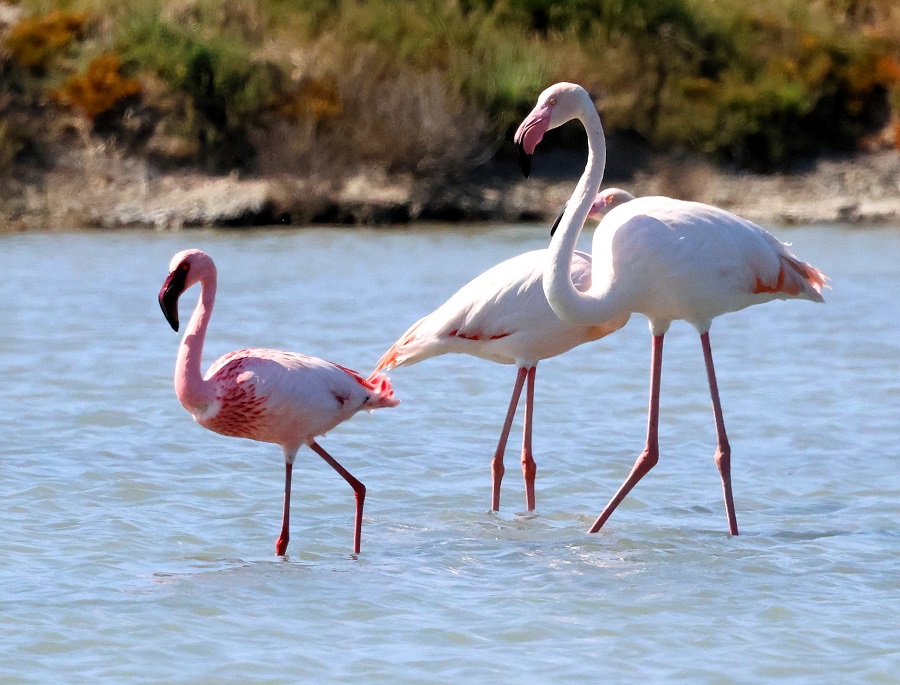 Rare Lesser Flamingo with Greater Flamingos at Polichnitos. Photo © Steve Birdl