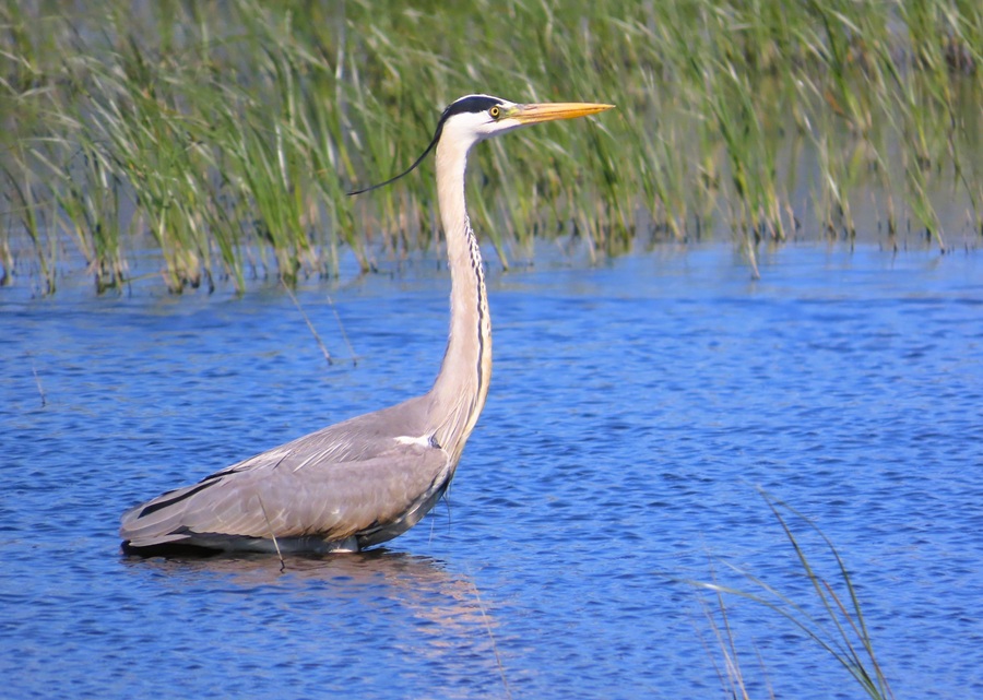 Grey Heron. Photo © Gina Nichol