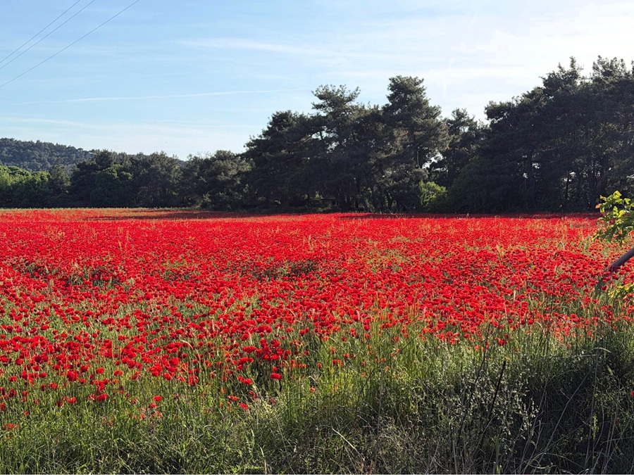 Poppy field. Photo © Gina Nichol