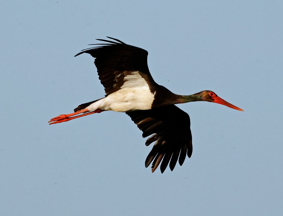Black Stork. Photo © Steve Bird