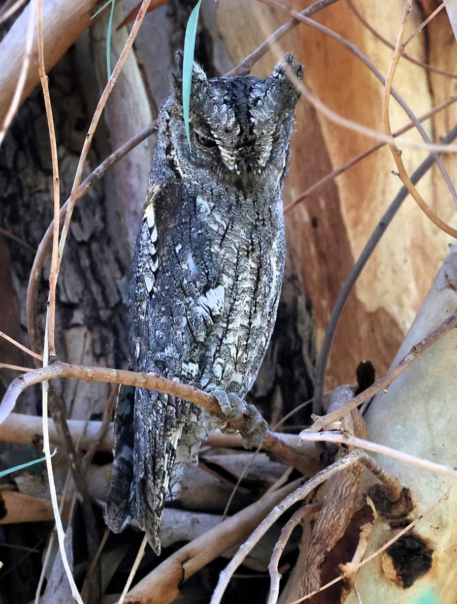 Eurasian Scops Owl. Photo © Steve Bird