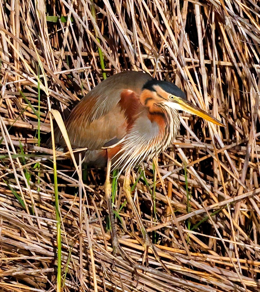 Purple Heron © Gina Nichol