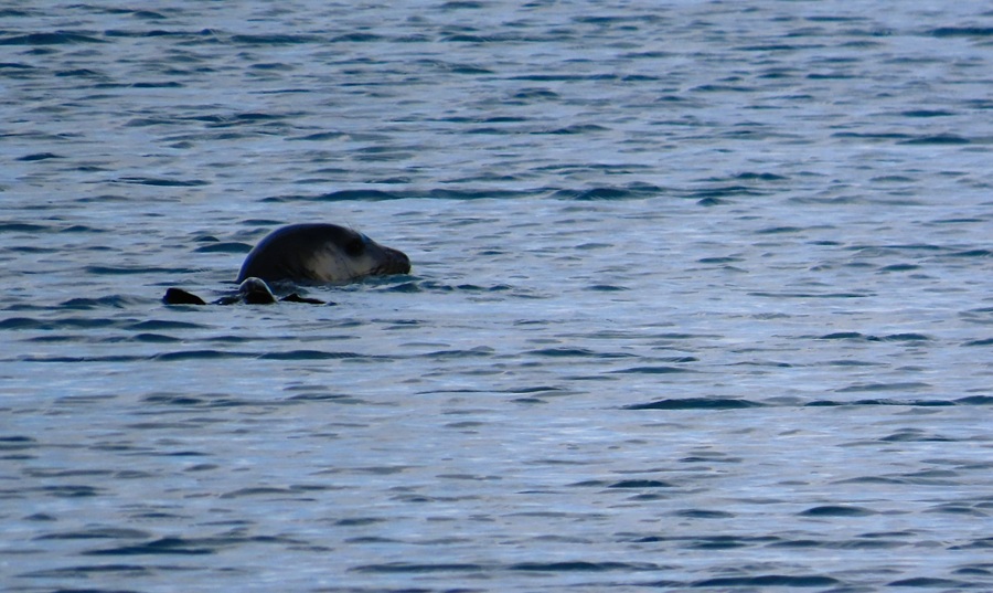 Rare Mediterranean Monk Seal just off the beach near our hotel. Photo © Gina Nichol