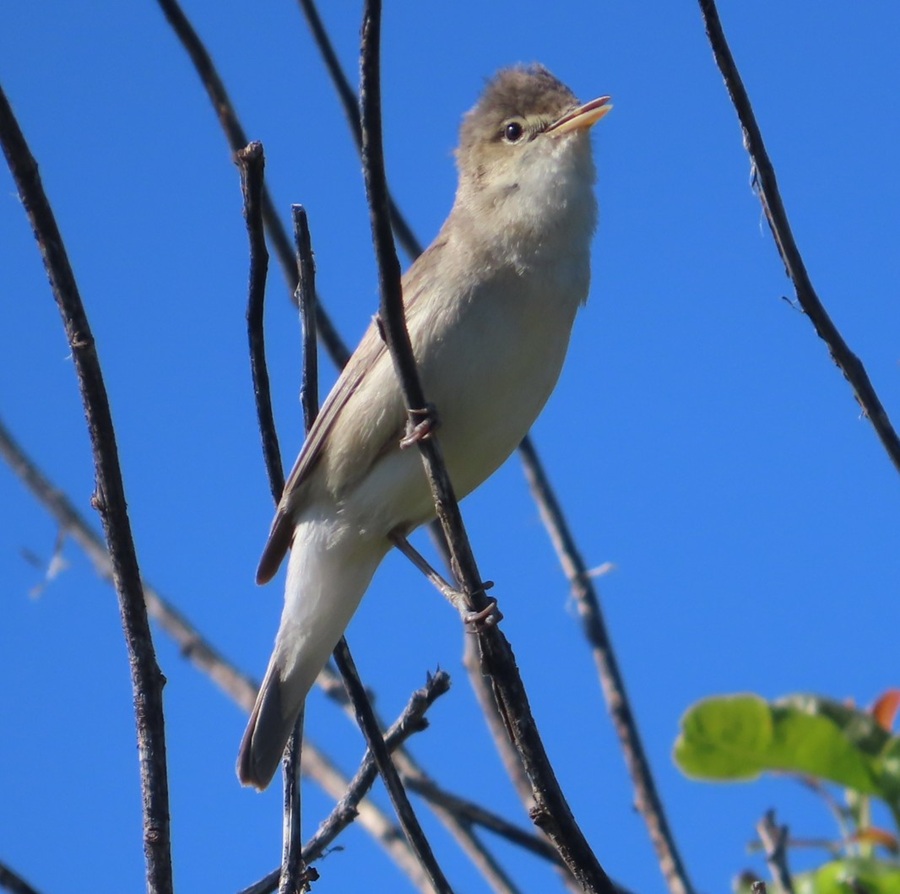 Eastern Olivaceous Warbler © Gina Nichol