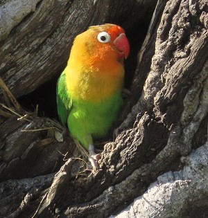 Fischer's Lovebird by Gina Nichol