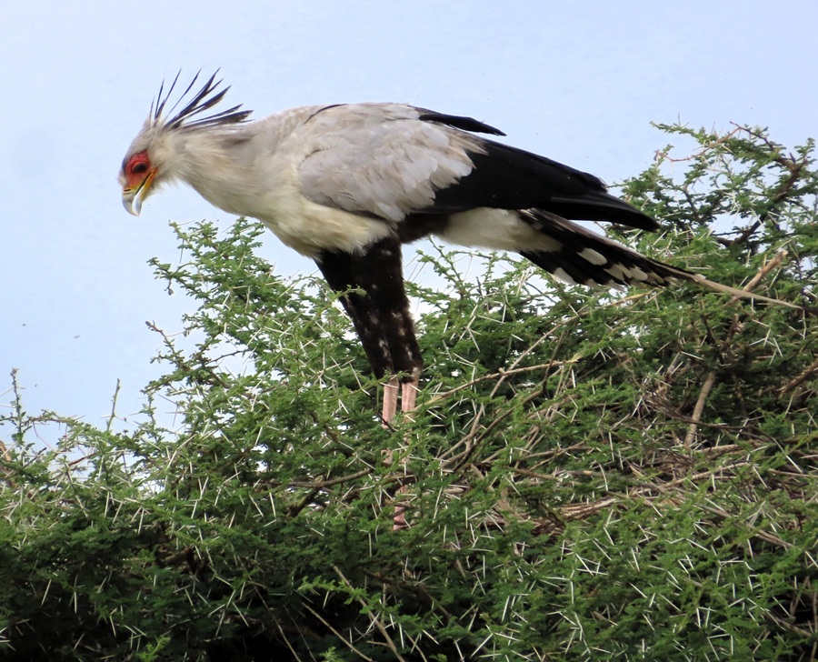 Secretary Bird by Gina Nichol