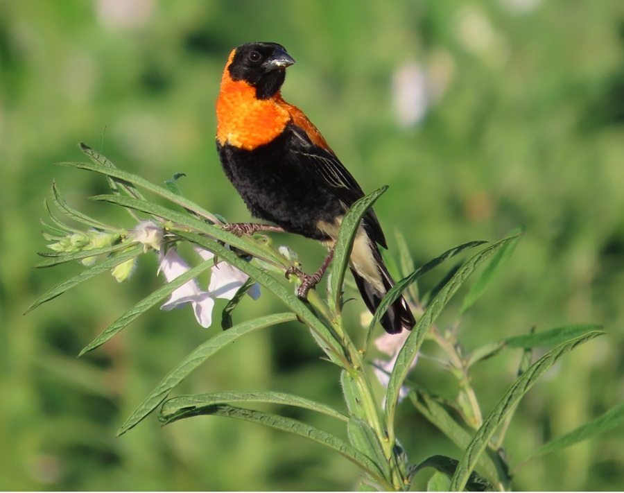 Black Bishop. Photo © Gina Nichol