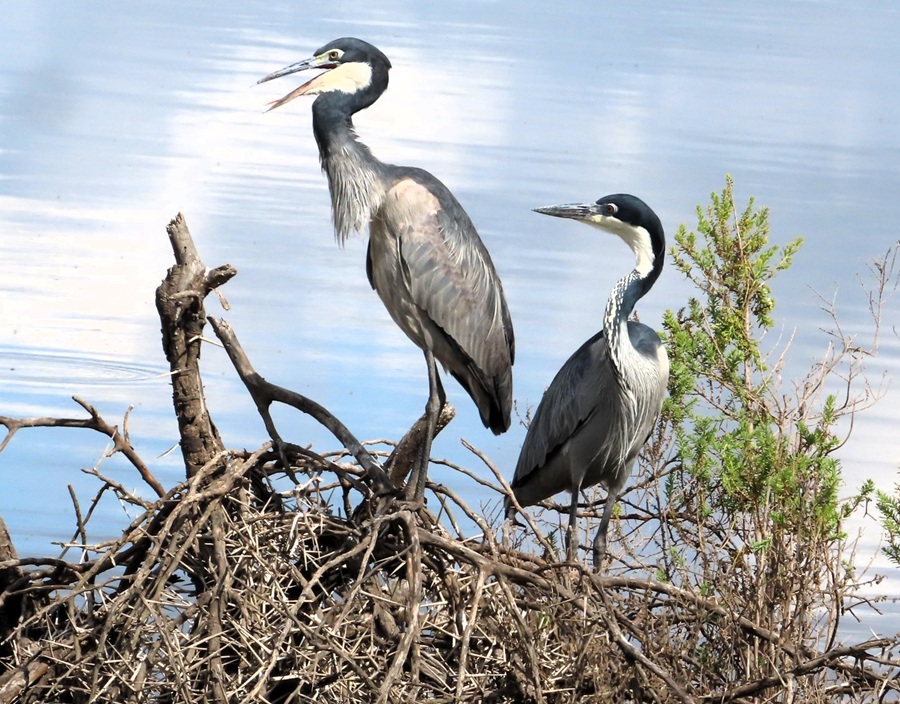 Black-headed Herons. Photo © Gina Nichol