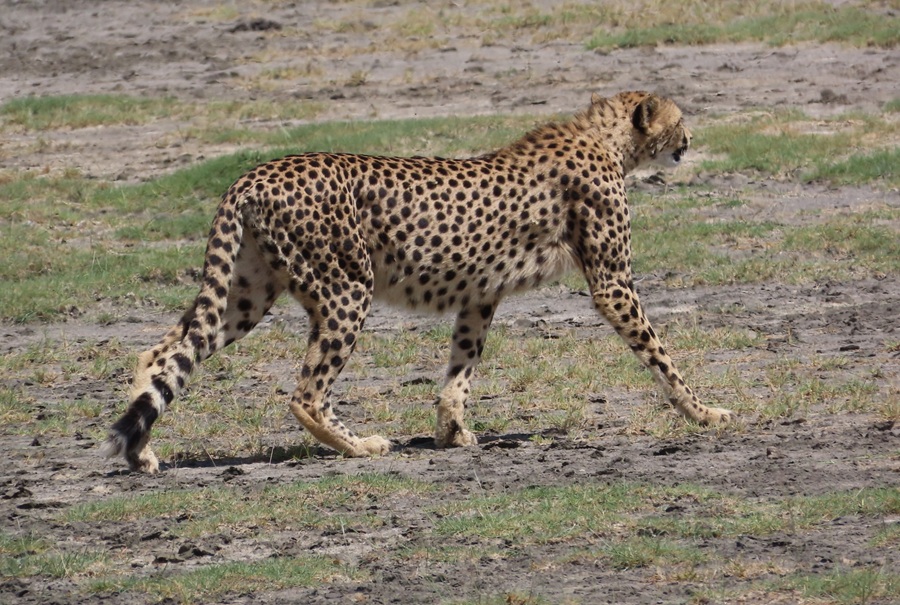 Cheetah on the move. Photo © Gina Nichol