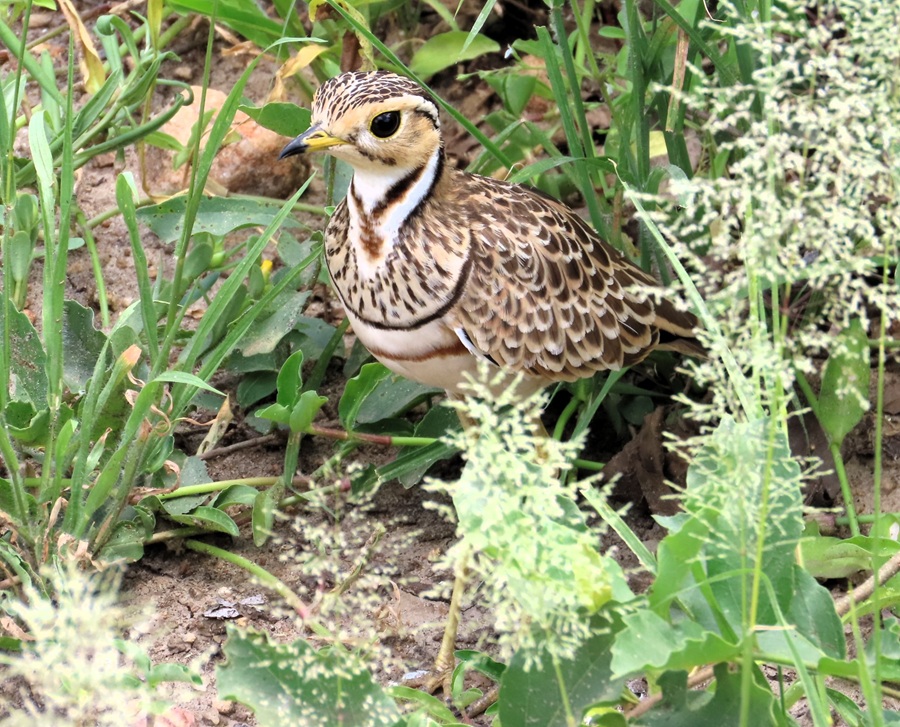 Three-banded Courser. Photo © Gina Nichol