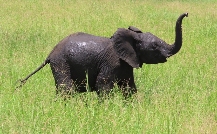 African Elephant. Photo &copy; Gina Nichol 