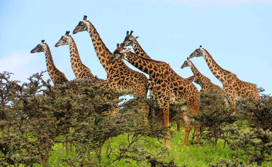 Masai Giraffes. Photo © Gina Nichol