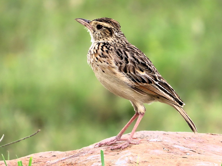 African (Grassveld) Pipit © Gina Nichol