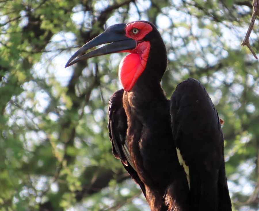Southern Ground Hornbill in a tree. Photo © Gina Nichol