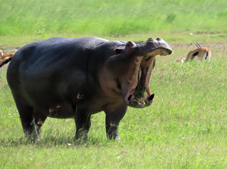 Hippo! © Gina Nichol