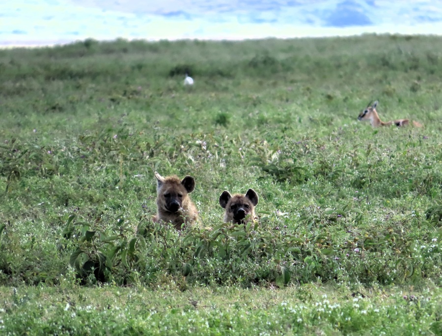 Spotted Hyenas in Ngorongoro Crater © Gina Nichol
