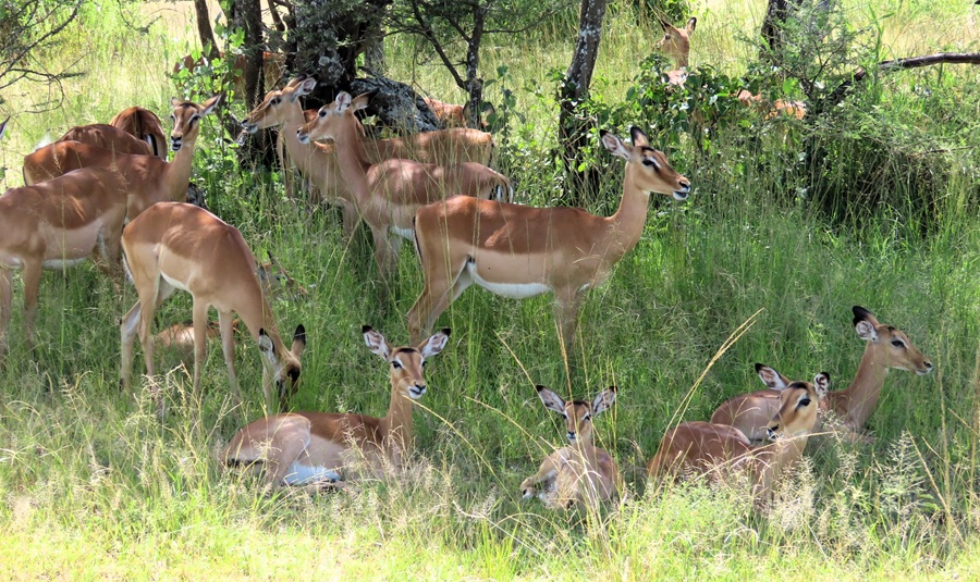 Impala © Gina Nichol