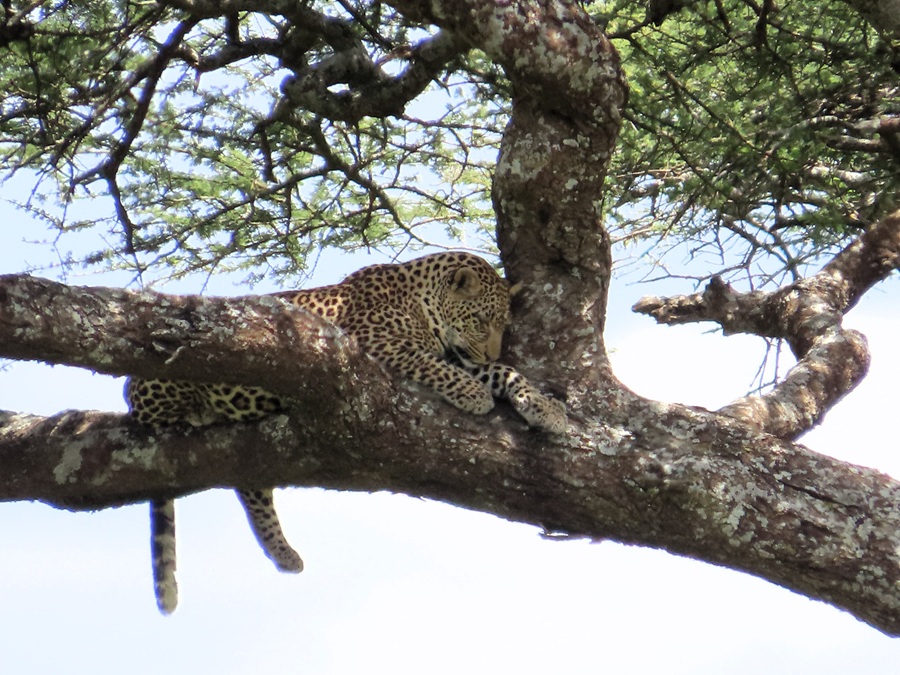 Leopard © Gina Nichol